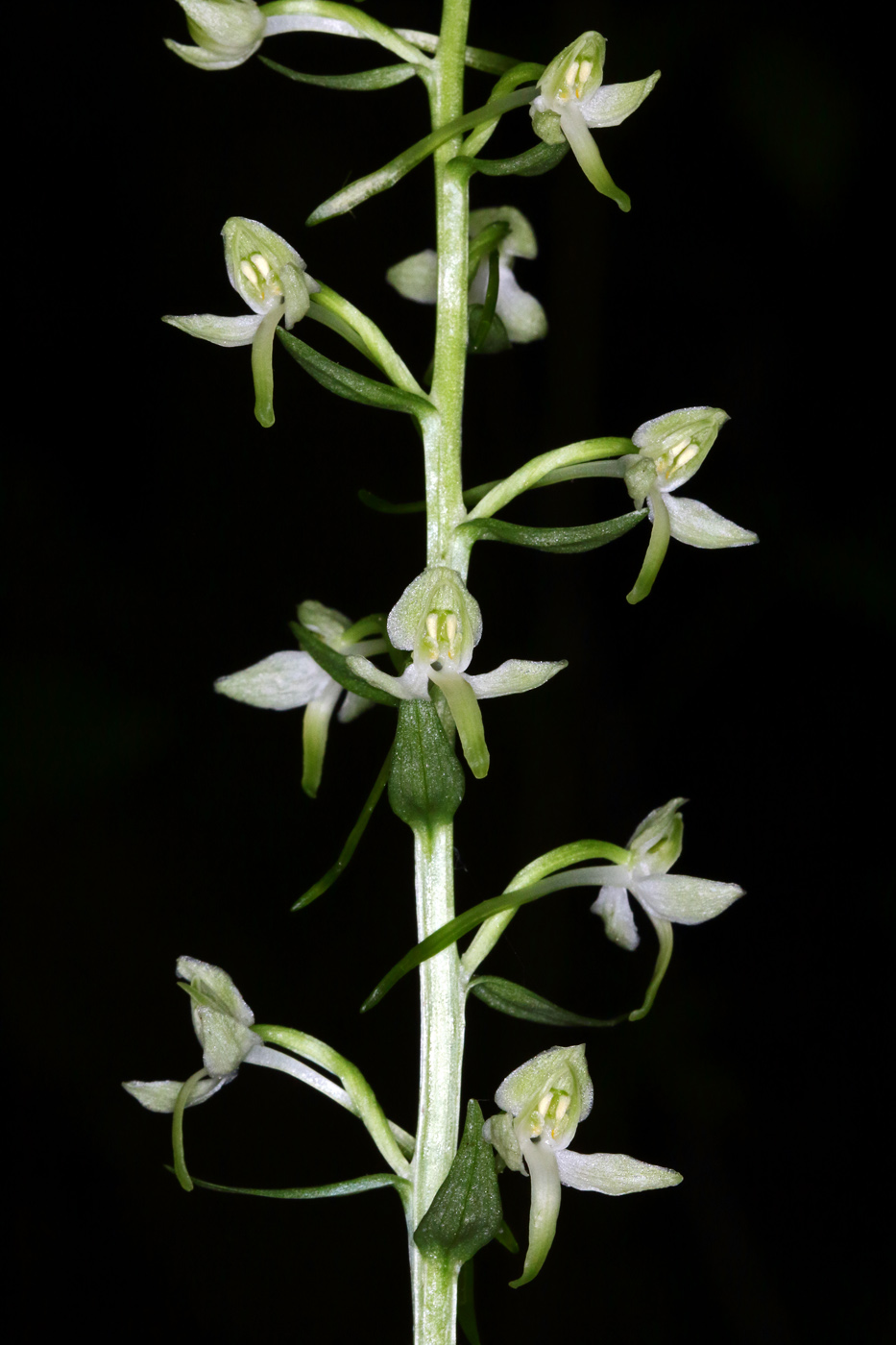 Изображение особи Platanthera &times; hybrida.