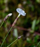 Dianthus cretaceus. Цветок. Ингушетия, Джейрахский р-н, перевал Цей-Лоам, ≈ 2200 м н.у.м., субальпийский луг. 24.07.2022.