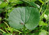 Ranunculus cassubicus