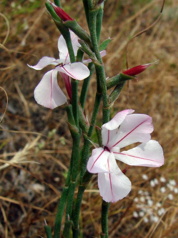 Image of Chaetolimon setiferum specimen.