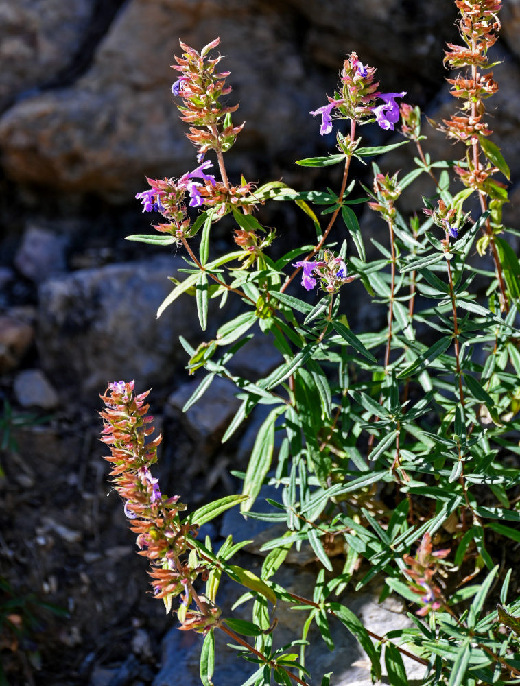 Изображение особи Dracocephalum integrifolium.