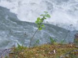 Populus tremula