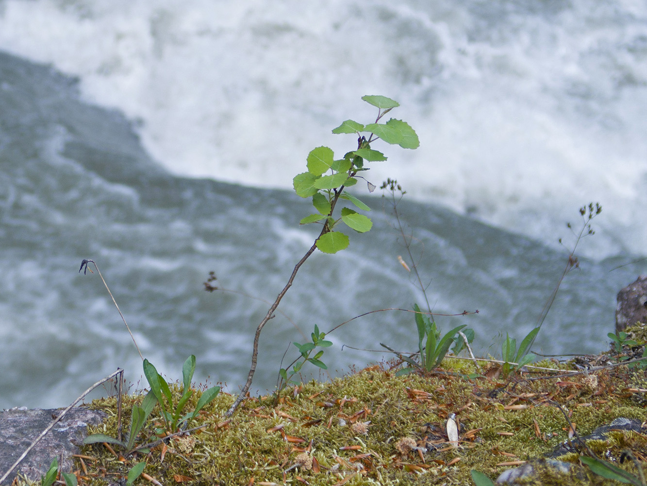 Image of Populus tremula specimen.