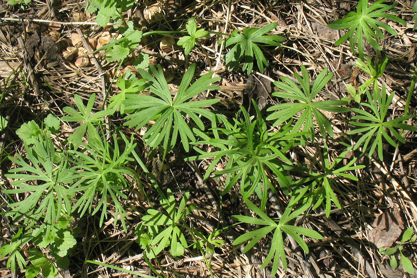 Image of Aconitum nemorosum specimen.