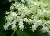 Sambucus nigra