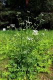 Pimpinella major