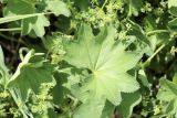 Alchemilla micans