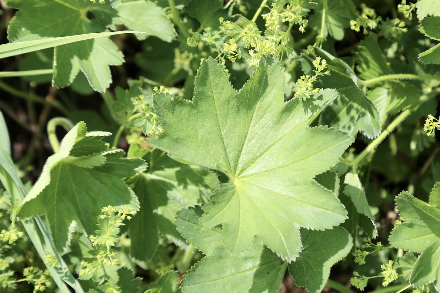 Изображение особи Alchemilla micans.