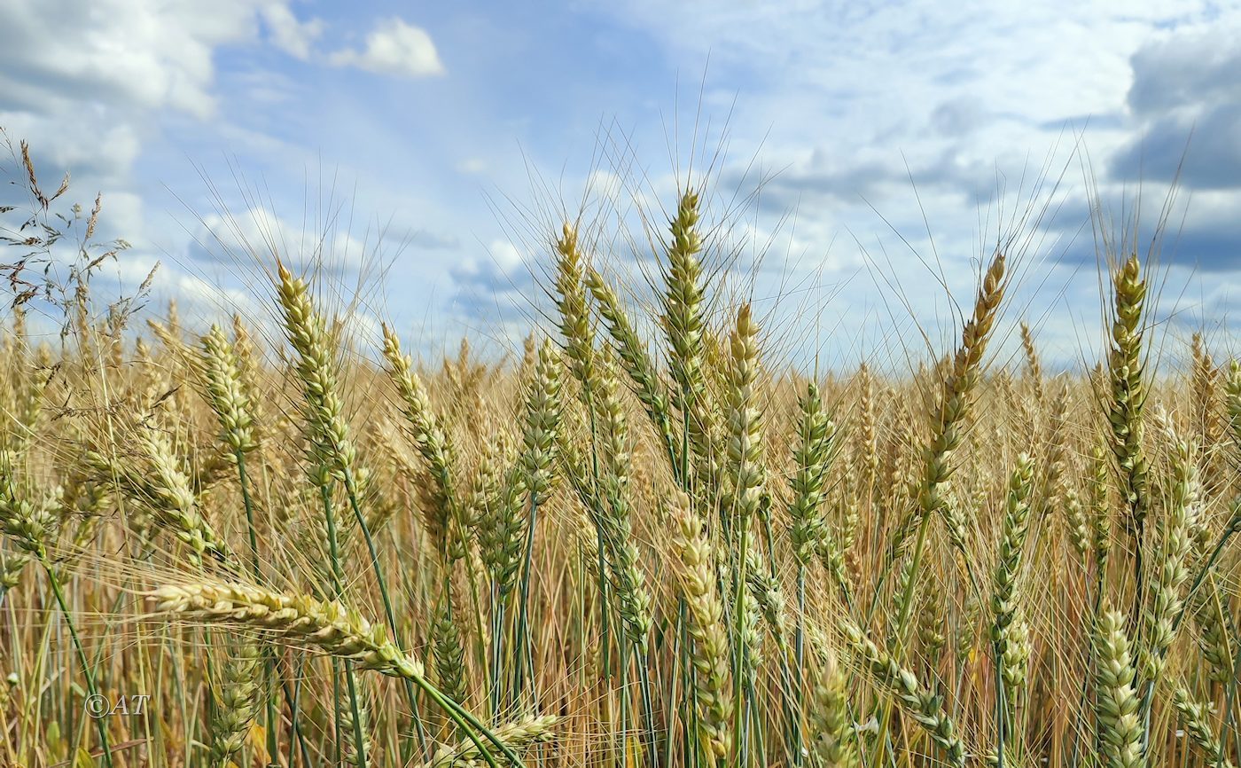 Image of genus Triticum specimen.