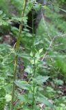 Caucasalia parviflora