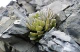 Orostachys malacophylla