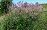 Miscanthus sinensis