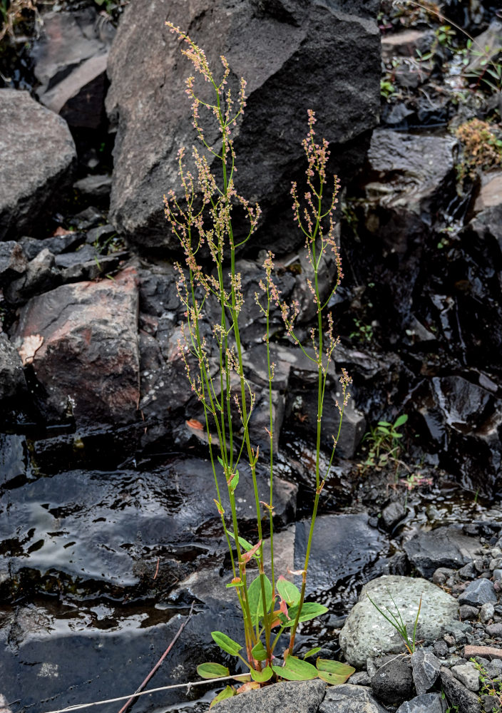Image of Rumex lapponicus specimen.