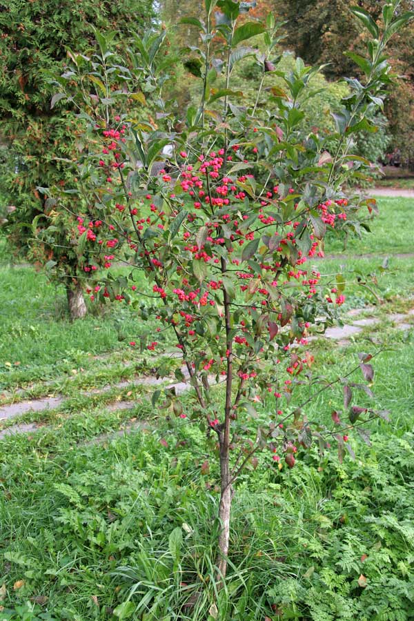 Изображение особи Euonymus europaeus.