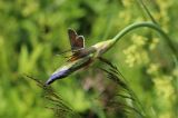 Iris sibirica