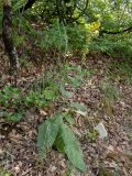 Verbascum spectabile