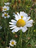 Tripleurospermum inodorum