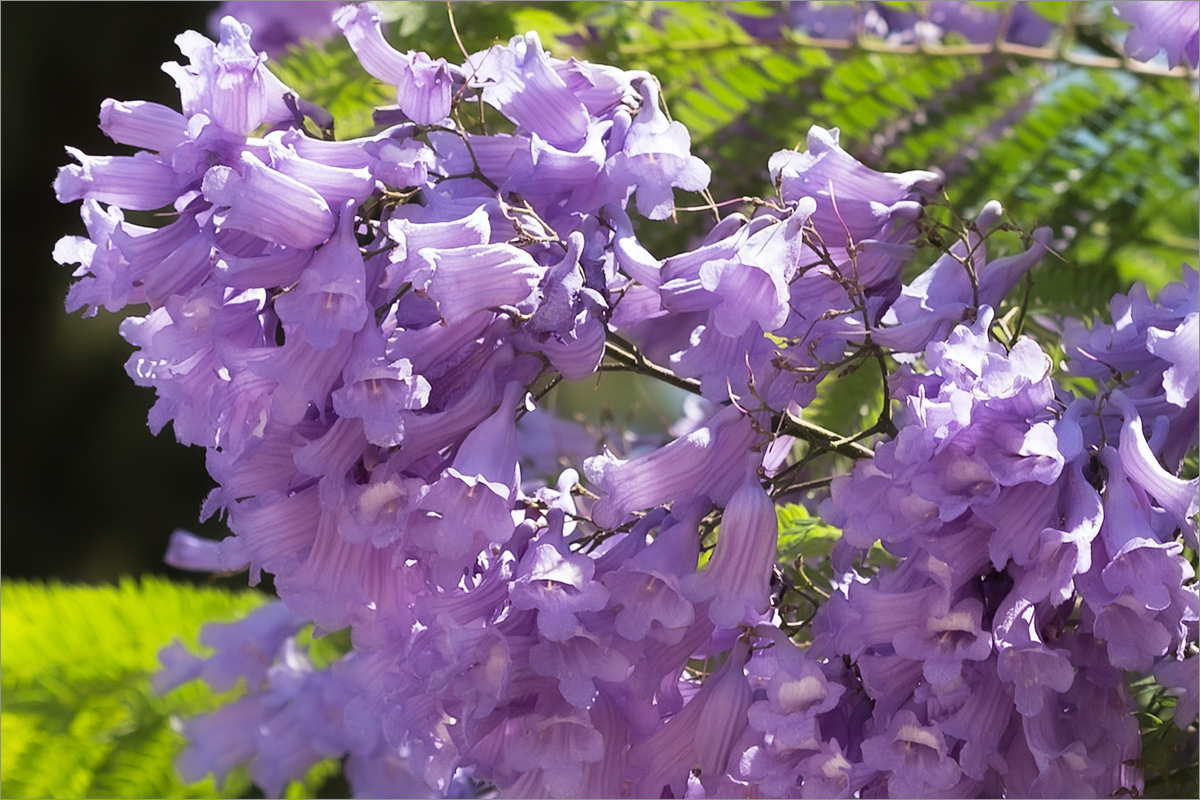 Image of Jacaranda mimosifolia specimen.