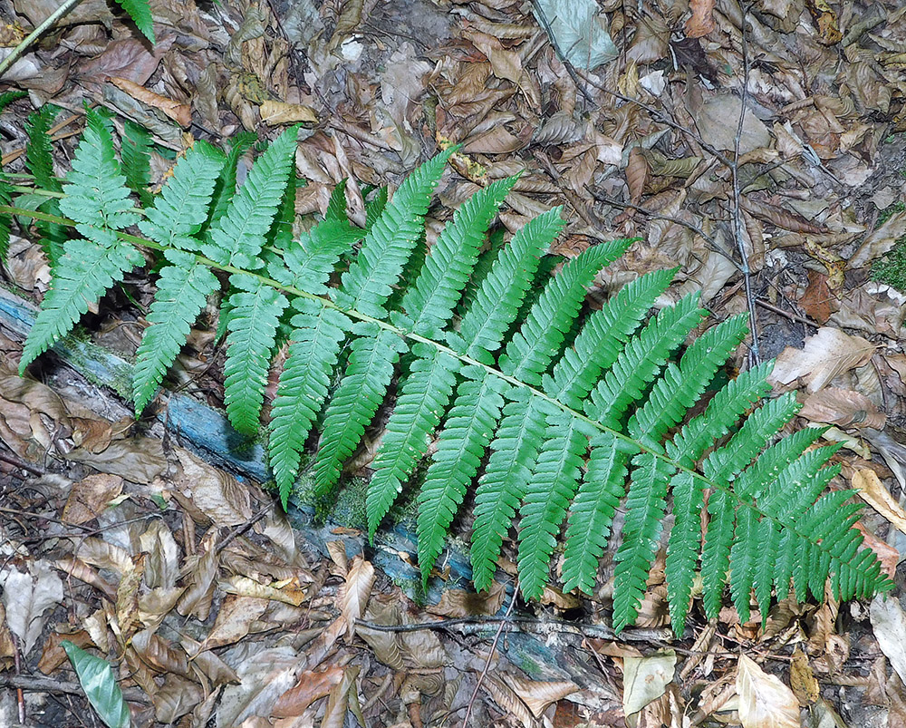 Image of Dryopteris filix-mas specimen.