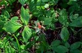 Rubus saxatilis