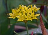 Allium moly