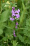 Polygala major