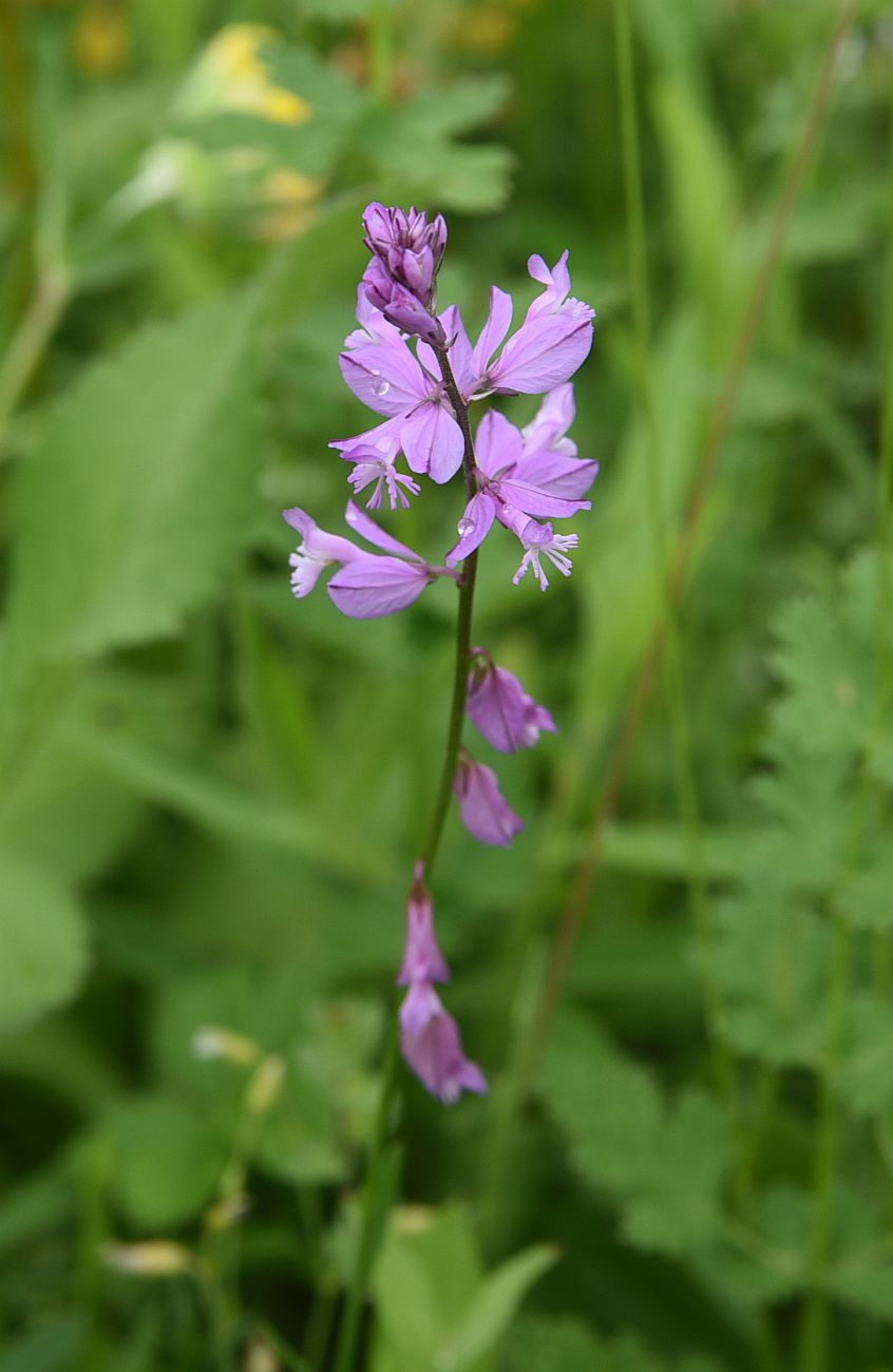 Image of Polygala major specimen.