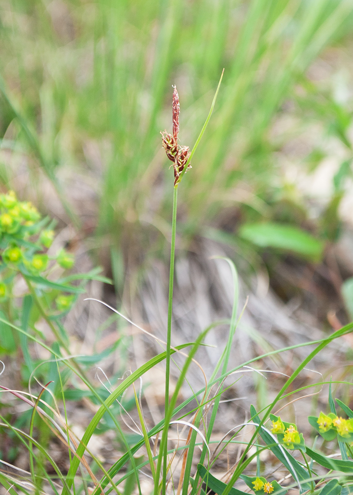 Image of Carex supina specimen.