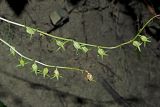 Campanula rapunculoides. Соплодия. Краснодарский край, Адлерский р-н, Краснополянский поселковый округ, горнолыжный курорт \"Роза Хутор\", экотропа, широколиственный лес, обнажённый склон. 10.09.2023.