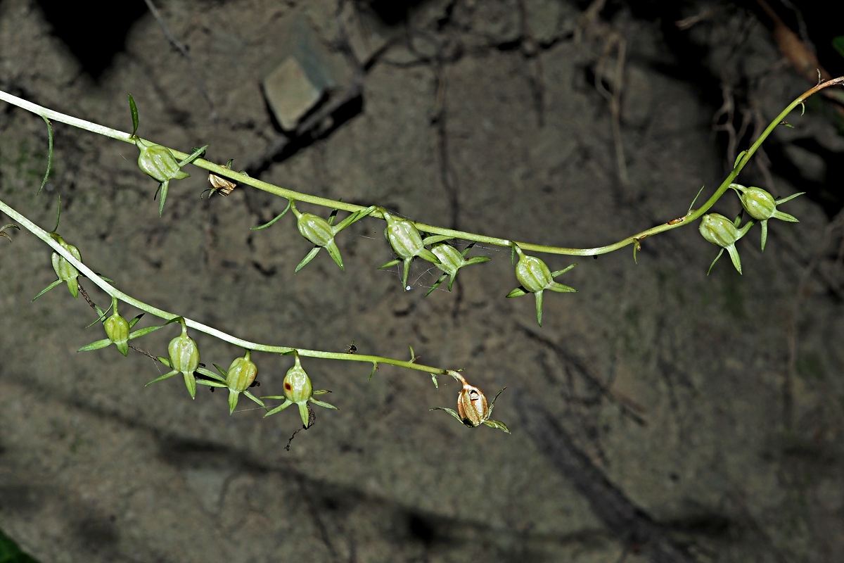 Image of Campanula rapunculoides specimen.