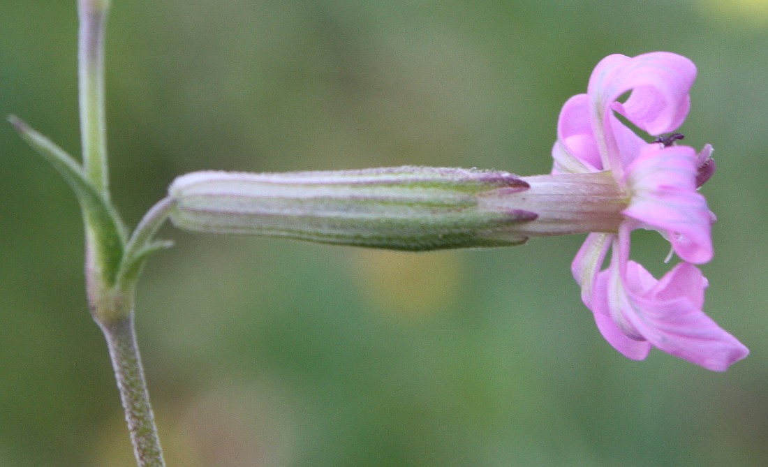 Изображение особи Silene colorata.