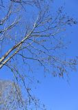 Hovenia dulcis