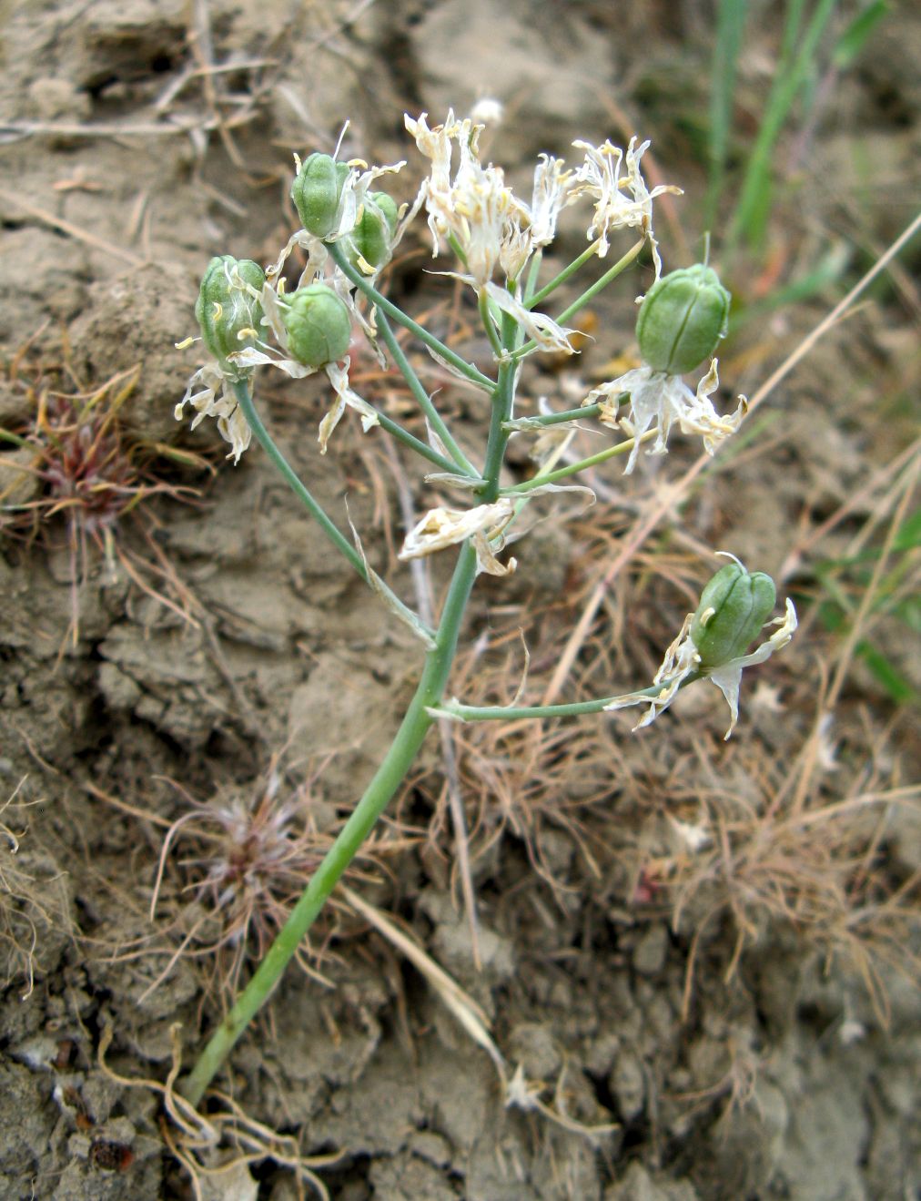 Image of Ornithogalum amphibolum specimen.