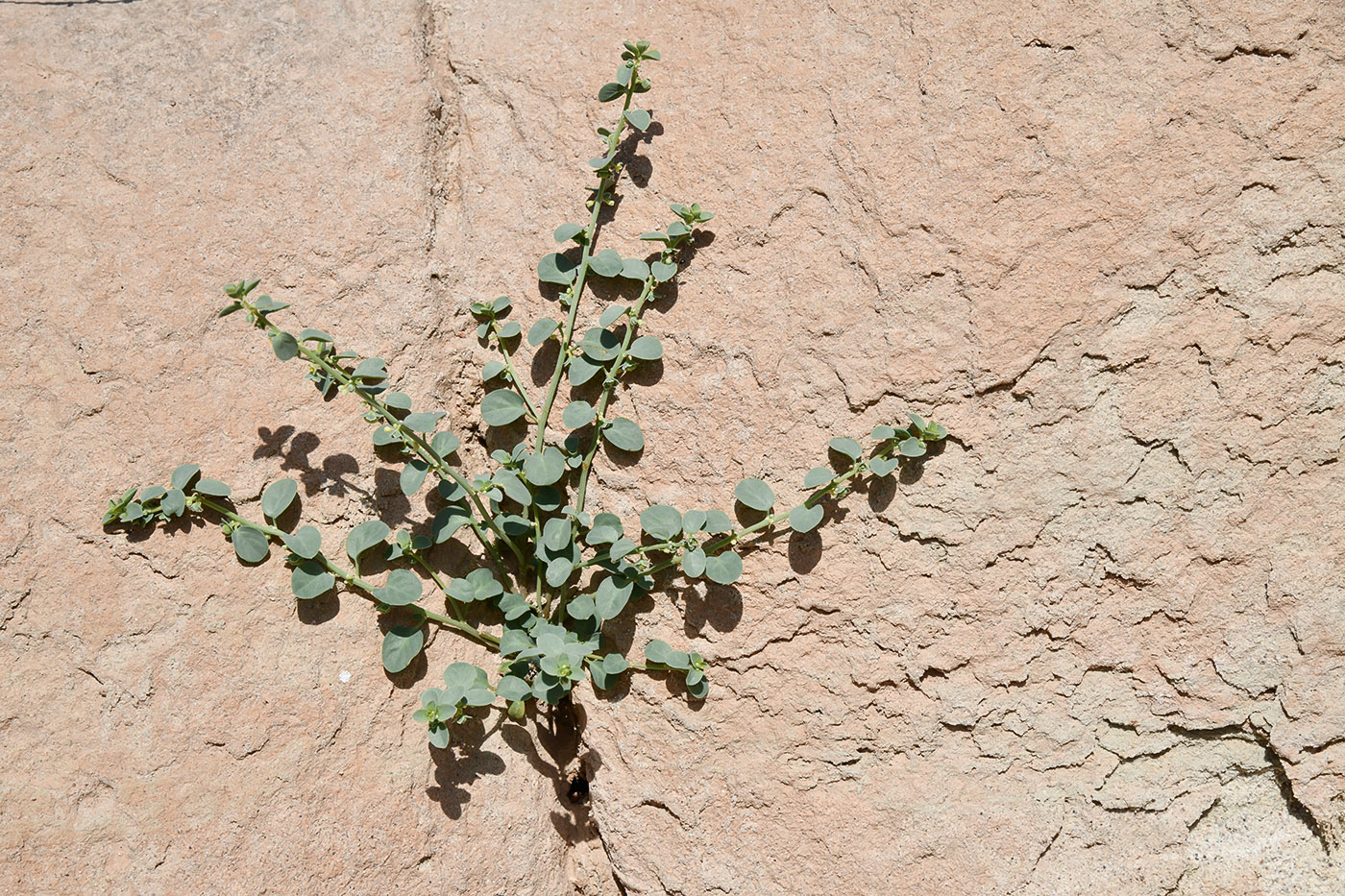 Image of Andrachne rotundifolia specimen.