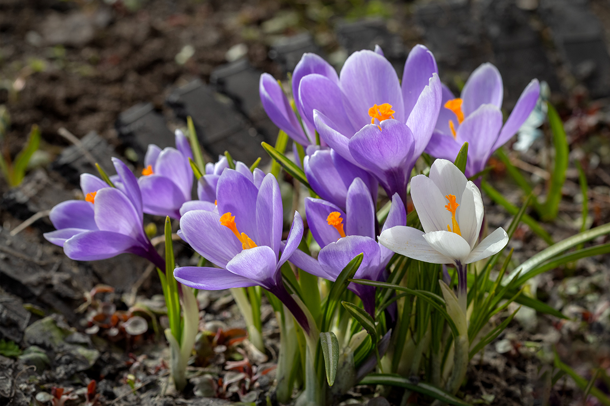 Изображение особи Crocus vernus.