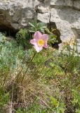 Rosa pulverulenta. Цветущее растение. Карачаево-Черкесия, Зеленчукский р-н, гора Джангур, ≈ 1500 м н.у.м., задернованная скальная полка. 04.06.2025.
