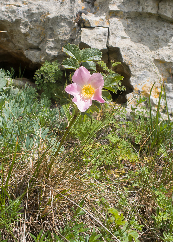Изображение особи Rosa pulverulenta.
