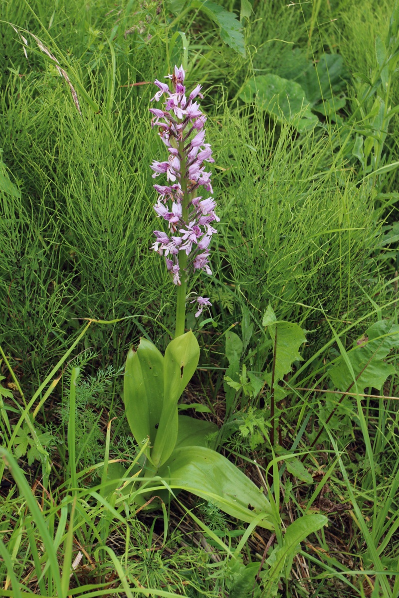 Image of Orchis militaris specimen.