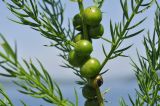 Asparagus schoberioides. Часть побега с незрелыми плодами. Приморский край, Владивостокский ГО, о. Клыкова, луговой склон сопки. 07.07.2025.