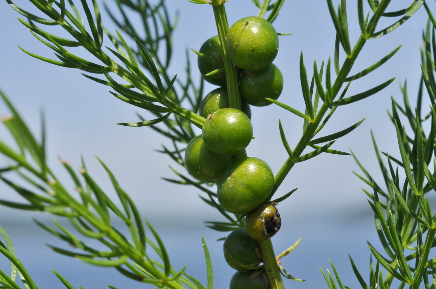 Image of Asparagus schoberioides specimen.