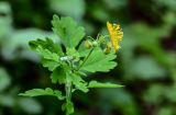 Chelidonium majus