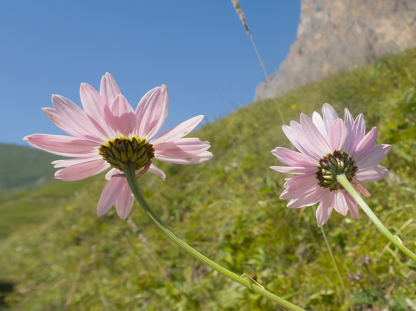 Изображение особи Pyrethrum coccineum.