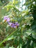 Solanum kitagawae