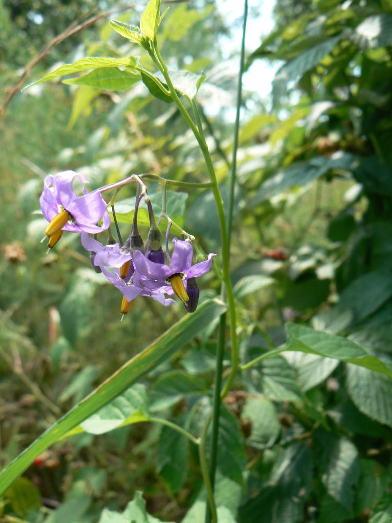 Image of Solanum kitagawae specimen.