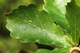 Image of taxon representative. Author is Вера Волкотруб