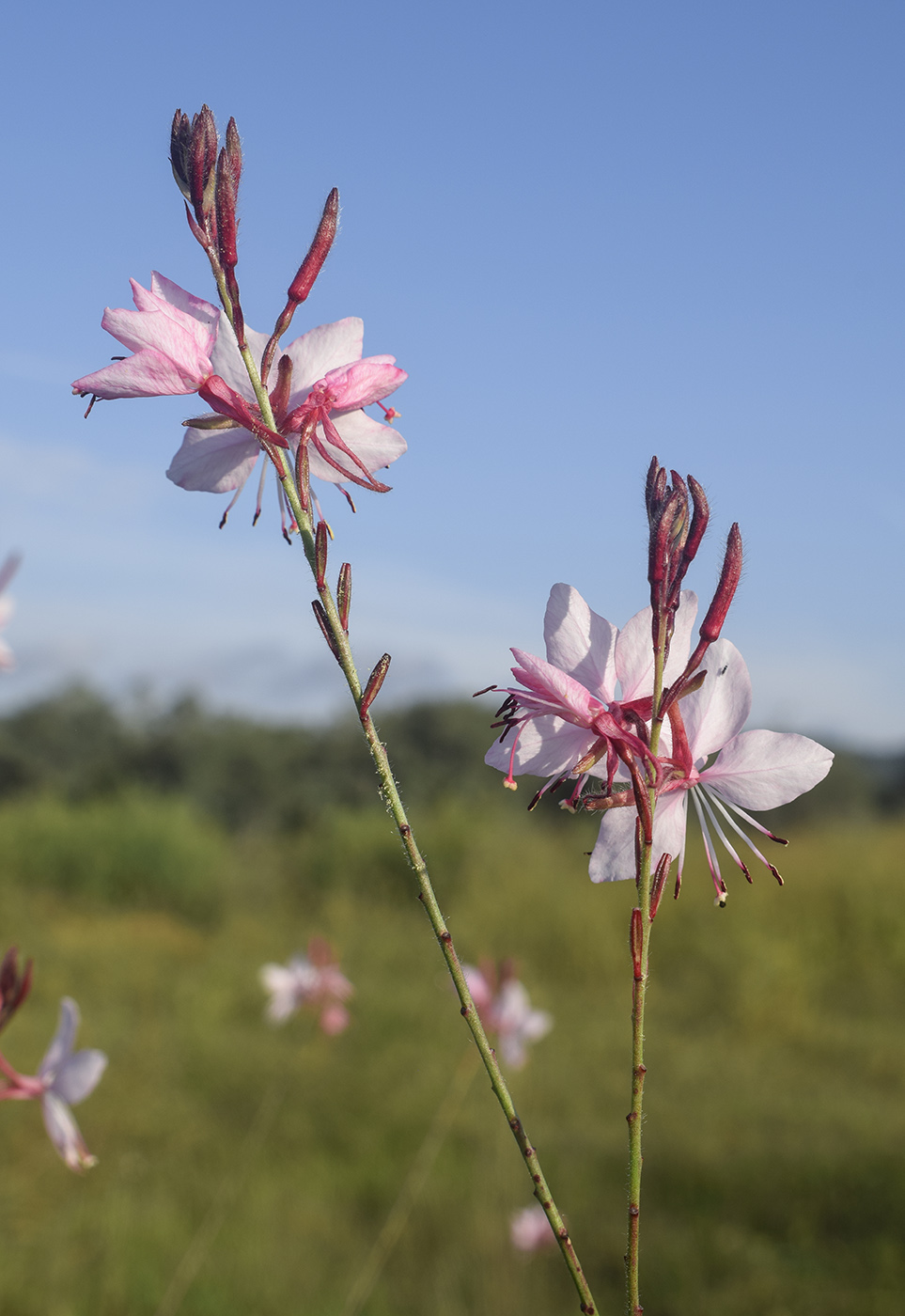 Image of Gaura lindheimeri specimen.