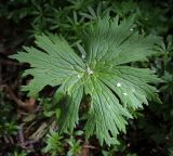 Aconitum septentrionale. Лист. Пермский край, г. Пермь, Свердловский р-н, м-н Липовая Гора, сырой хвойный лес. 25.05.2025.