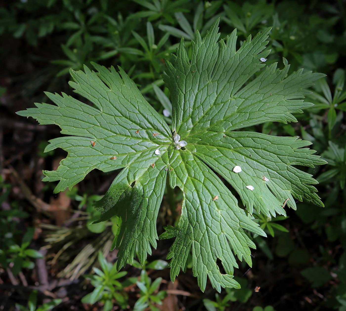 Изображение особи Aconitum septentrionale.