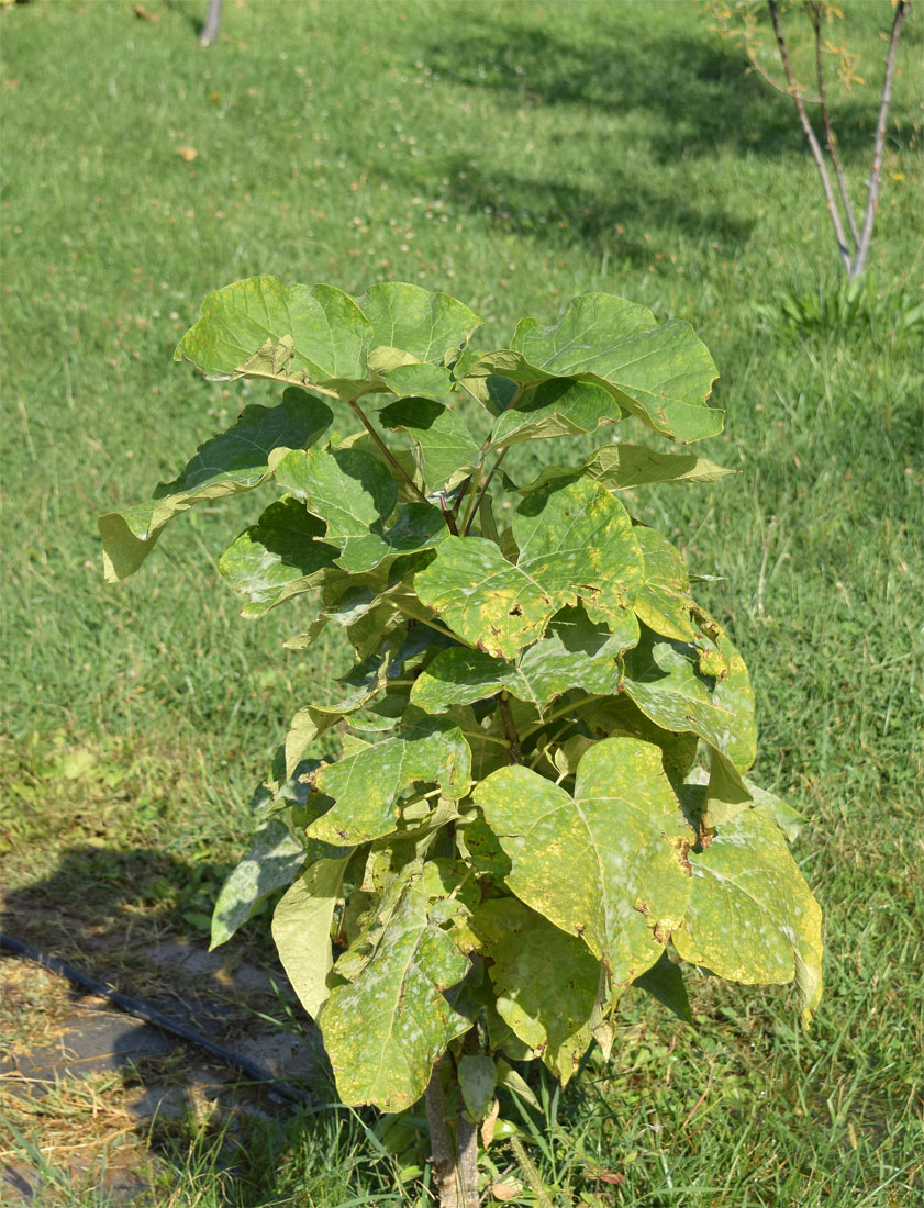 Изображение особи Catalpa bignonioides.