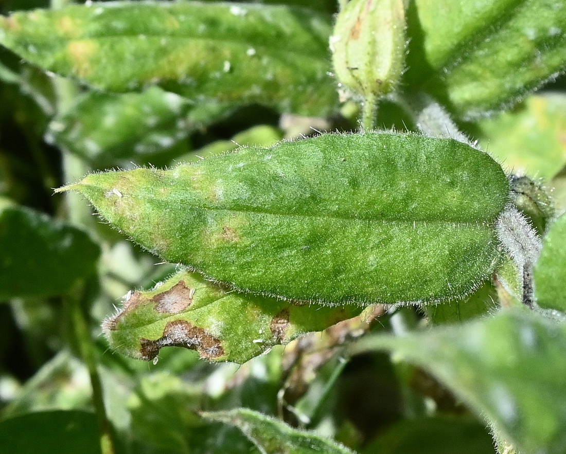 Image of Nonea flavescens specimen.